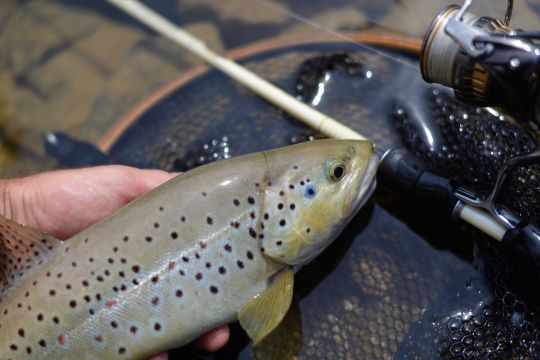 La tresse est idéale pour les pêche dites "tactiles"