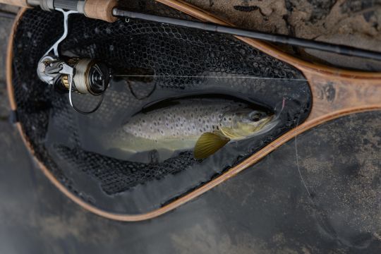 Truite prise à l'ondulante avec une ligne tressée