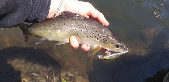 Trout opening, don't forget the sinking jerkbaits!