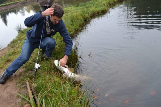 Saisir un brochet par les ouïes exige une certaine habitude