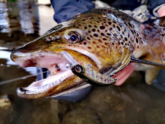 Effective trout fishing with hardbates in cold water