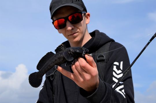 Un gobie mâle dans sa plus belle robe noire