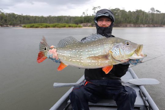 La pluie peut déclencher l'activité des peacock bass.