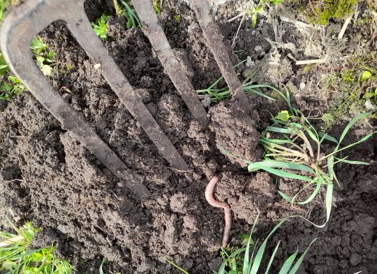 Why are earthworms often used as bait for fishing, even though