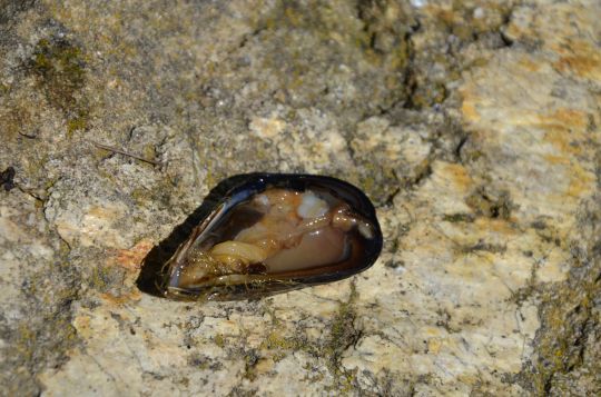 Sea Fishing Mussels - SeaAngler