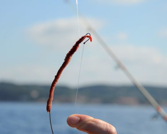How to properly bait a worm on a hook for sea fishing