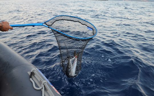 back pack that can hold fishing poles Walk Softly and Carry Two Sticks