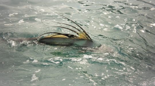 L'emblématique poisson coq