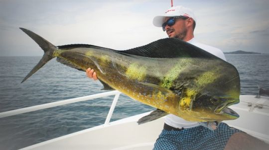 Dorade coryphène de belle taille