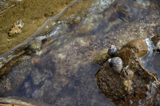 Différents bigorneaux