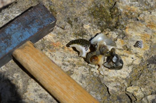 Casser la coquille délicatement