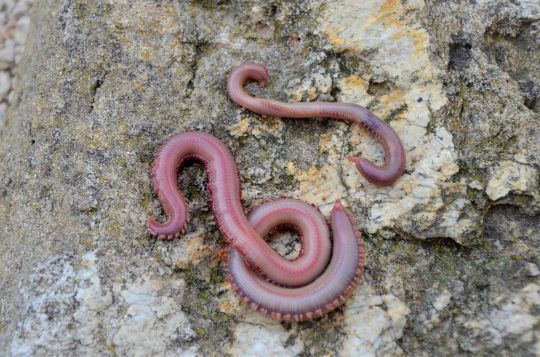 Différentes tailles