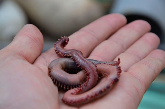 Ver américain ou ver de sang