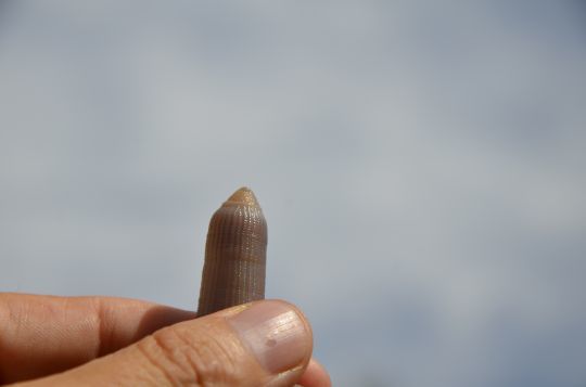 Un ver au corps érectile