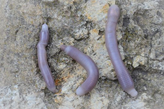 Différentes tailles de bibi