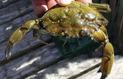 Le crabe vert, une esche redoutable