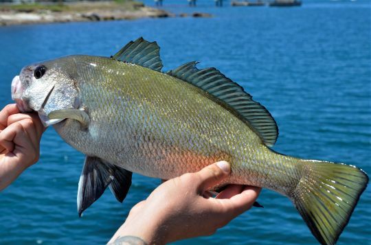 Un poisson facilement identifiable