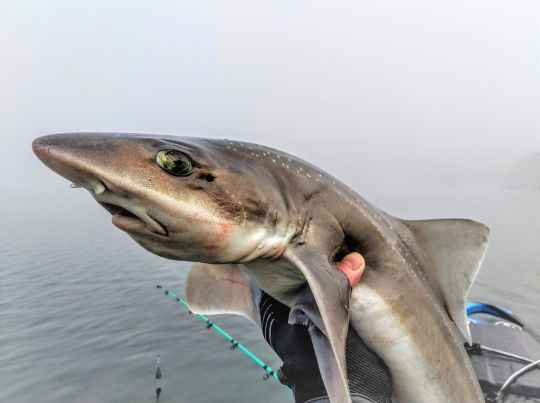 Un joli petit requin