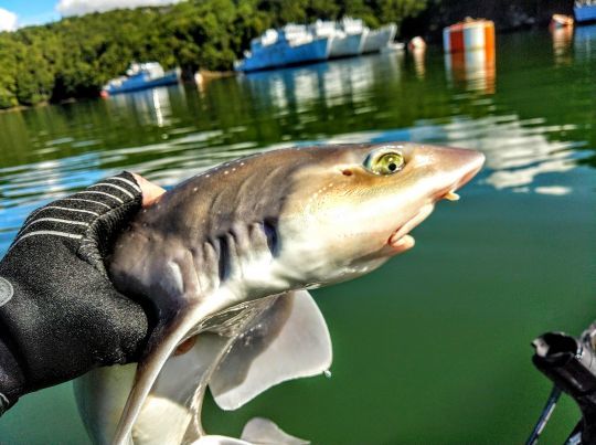 Un requin aux yeux jaunes