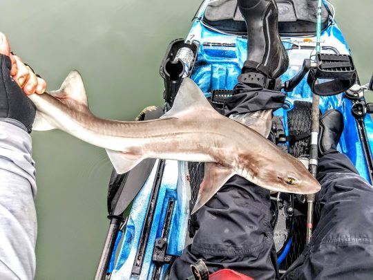 La pêche de l'émissole en kayak