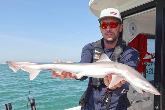 Premier requin hâ maillé lors du prefishing