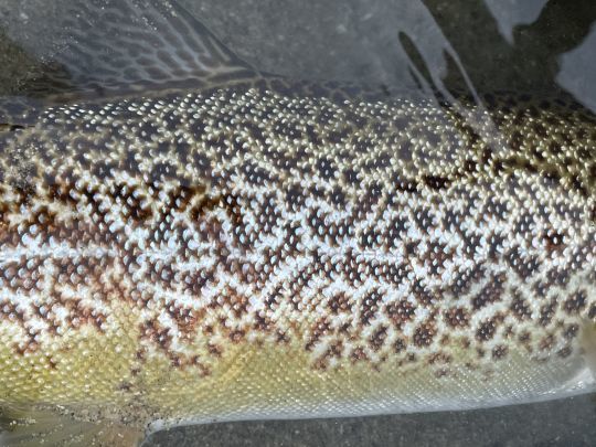 Discover the marmorata trout, a fish with an incredible marbled coat
