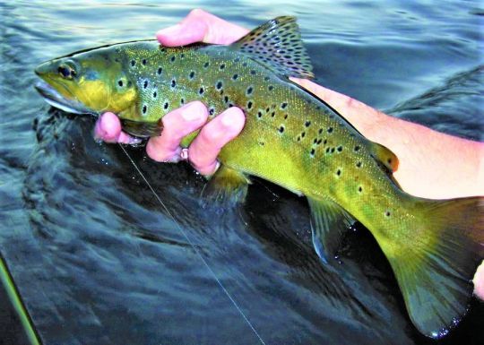 Easily create your own trout fishing lures with Bricoleurre