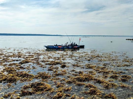 Pêche à pied en plein été