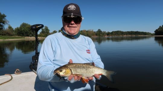 Un joli chub en surface pour Patrice!