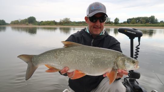 Bel aspe de Loire capturé à la mouche sur un streamer ablette