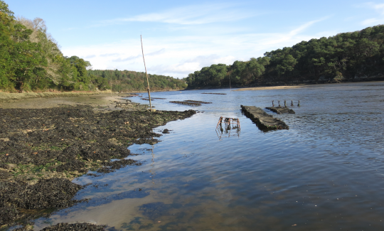 Les parcs à huitres fixent très souvent les bars que ce soit en estuaire ou sur la côte