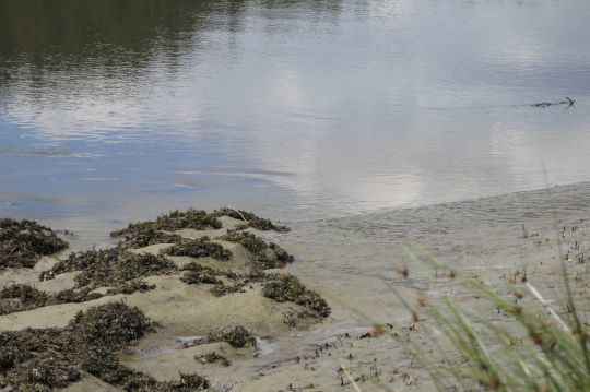 Les bars d'estuaires viennent se nourrir discrètement très près du bord et dans peu d'eau