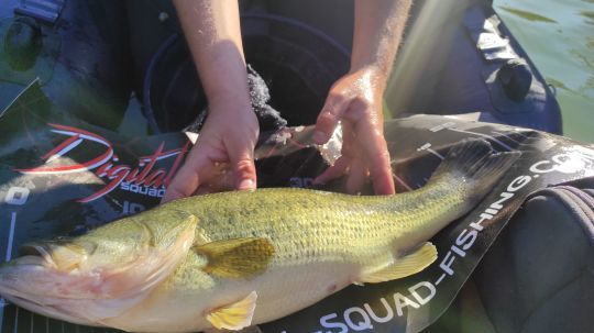 Un joli black bass