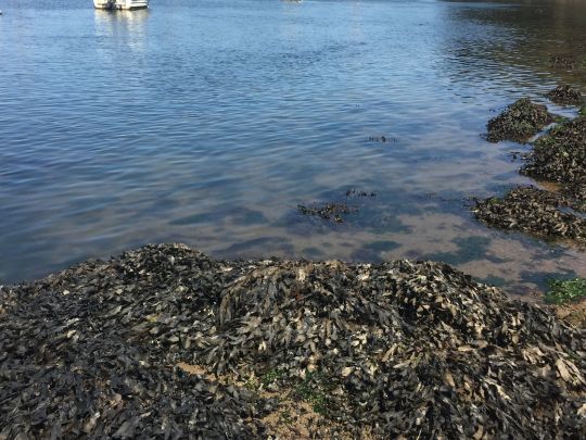 Bar en chasse dans les bordures à la recherche de crabes et crevettes