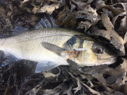 La pêche en surface du bar procure toujours de superbes attaques et émotions