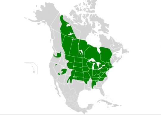 Répartition du doré jaune.