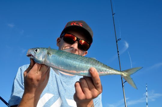 Pelagic trolling with lures, tips for success