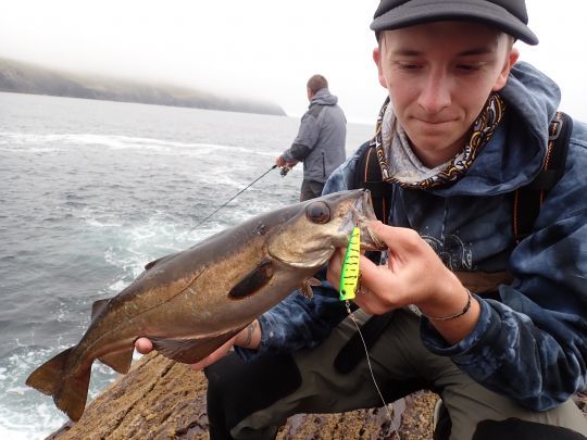 Pêcher le lieu au leurre de surface
