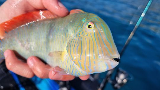 Un poisson doté d'une gueule en forme de rasoir