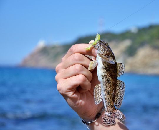 Une espèce recherchée principalement en rockfishing