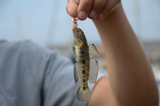 La pêche du gobie noir, une pratique ludique