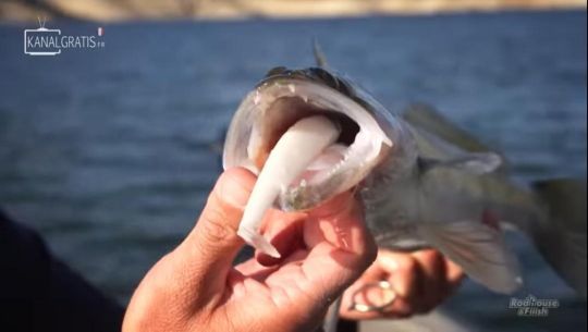 Le Black Minnow blanc aura bien fonctionné sur cette journée.