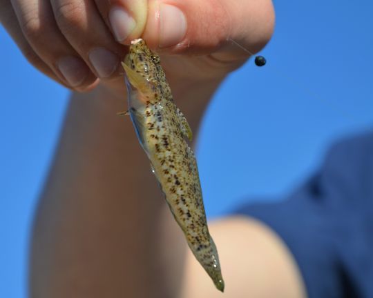 Gobius bucchichi ou gobie moucheté