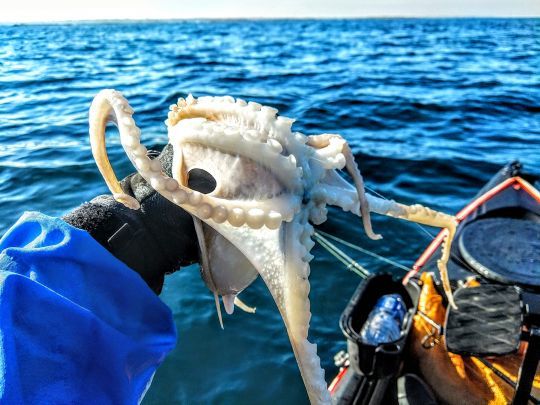 The white octopus, an inhabitant of the deep sea that is discreet