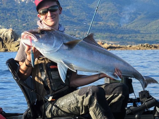 La sÃ©riole, poisson emblÃ©matique