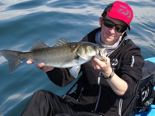 Un joli loup pris sur l'étang de Berre