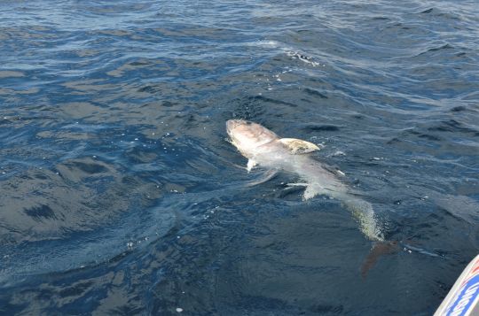 Un des meilleurs endroits pour pêcher le thon rouge