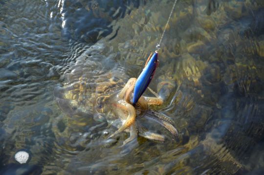 De belles seiches en côte rocheuse