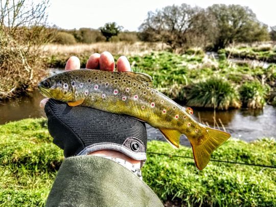 De jolis poissons
