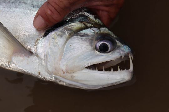 The payara, a fish with teeth that are chilling!